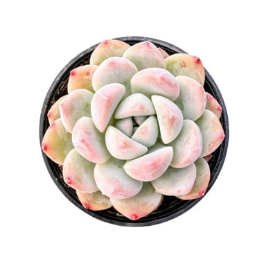 Echeveria 'Fruit Sugar'