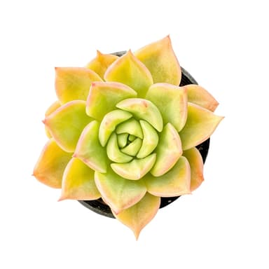 Echeveria 'Tesla'