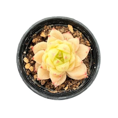 Echeveria 'Peachy Cheeks'
