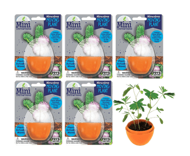 Mini Terrarium Moving Plant - Multipack of 5
