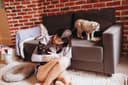 Cattasaurus Review: Do Cat Caves Actually Get Used?