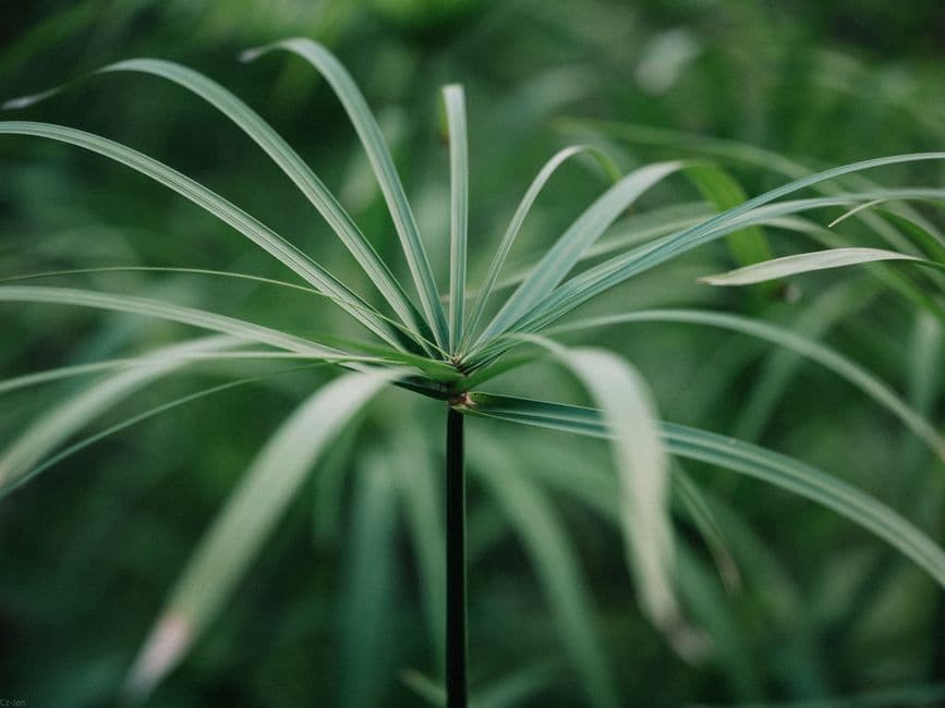 CyperGlow Cyperus Afterglow Oil: A Buyer's Guide