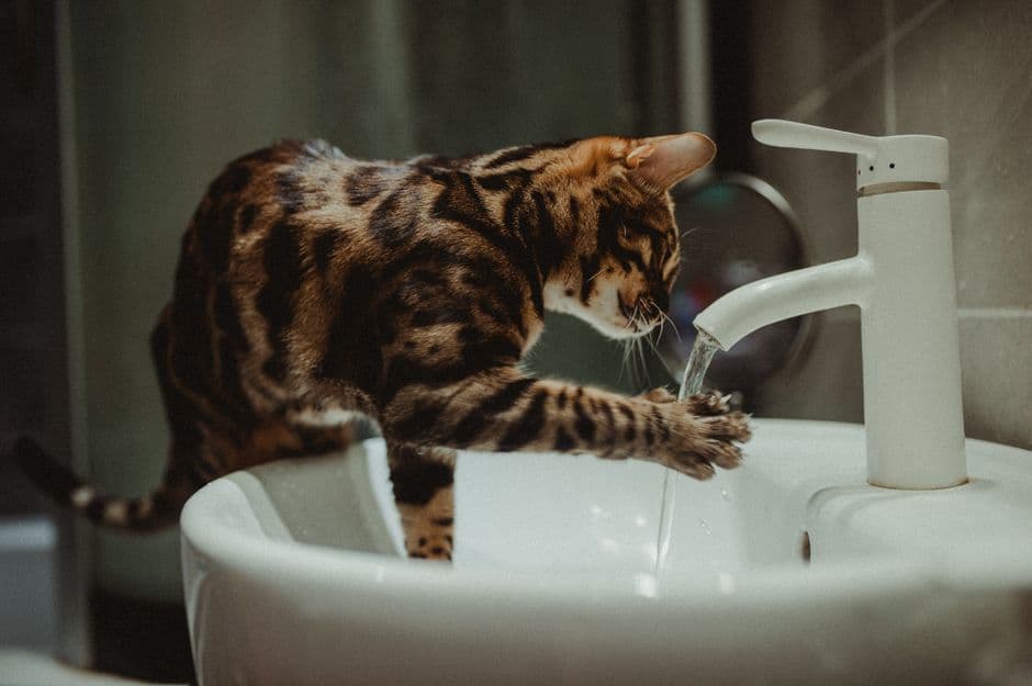KittySpout Cat Water Fountains: A Buyer's Guide