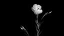 Flowers that last: types that stay fresh for weeks