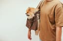 maxbone Dog Carriers, Beds and Apparel: A Buyer's Guide