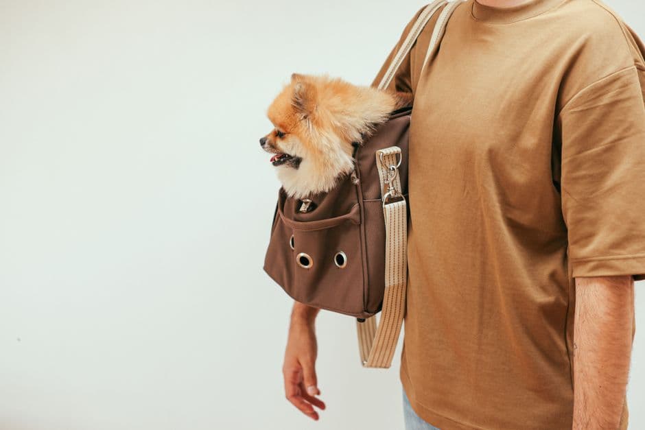 maxbone Dog Carriers, Beds and Apparel: A Buyer's Guide