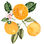 Cara Cara New York logo