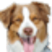 Coastal Pet logo