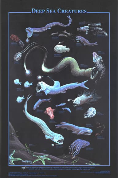 Deep Sea Creatures